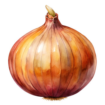 recommend clip art: onion Watercolor style PNG file Transparent background