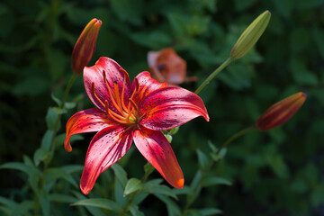 Lilia bulkwowata 2024