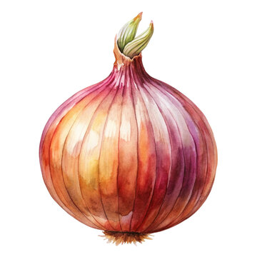 recommend clip art: onion Watercolor style PNG file Transparent background