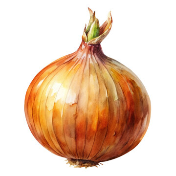 recommend clip art: onion Watercolor style PNG file Transparent background
