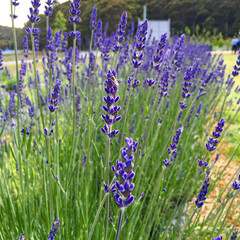 Fototapeta premium Port Arthur lavender farm and ice cream, Tasmania, Australia 
