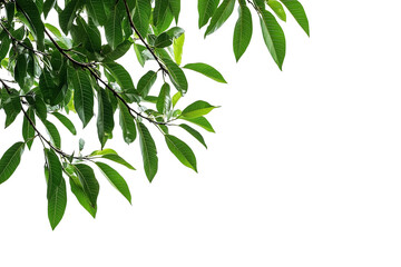 Obraz premium Tree branches on corner border, lush green tropical foliage isolate on white background