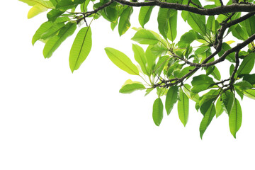 Obraz premium Tree branches framing the corner, lush green tropical foliage on transparent background.