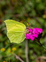 Brimson butterfly on flower