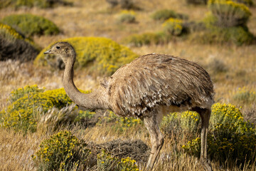 Darwin's rhea or the lesser rhea (Rhea pennata) in the wild, Torres del Paine National Park, Chile.