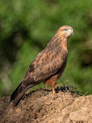 Common buzzard