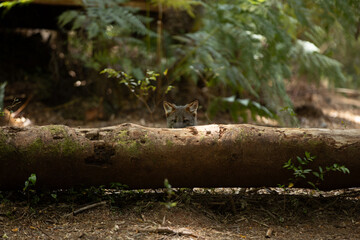 Fototapeta premium Darwins Fox (Lycalopex fulvipes) also known as Zorro chilote. Chiloé, Chile.