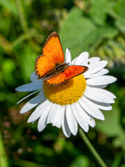 Large copper butterfly on daisy flower