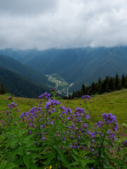 Fototapeta premium flowers in the mountains