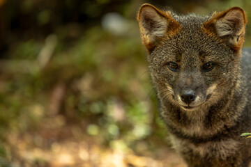 Darwins Fox (Lycalopex fulvipes) also known as Zorro chilote. Chiloé, Chile.