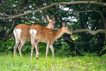 仲良しのエゾシカ
