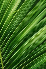 Obraz premium Close-up of a palm leaf with intricate texture and natural pattern. Organic shape with geometric form. Fresh green color with bright light, lush foliage in tropical environment.
