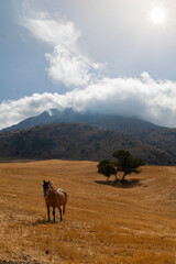 Vertical photo of a view of a horse in an Andalusian mountain landscape