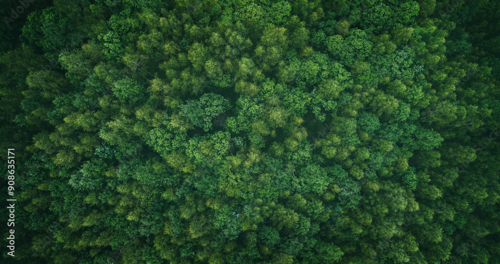 Poster Aerial view of green summer forest with spruce and pine trees forest view from above, aerial top view with copy space design for web banner