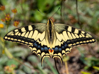 Common yellow swallowtail