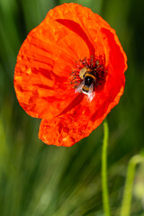 One bee sits on the center of a wild poppy flower. Green Background.