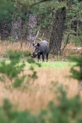 wild boar in national park the veluwe