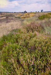 heather in the nationaal park de veluwe