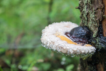 tinder fungus is an edible mushroom. growing in the forest on a fallen tree with dew drops. Taken in the forest in close-up
