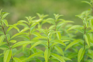 Green leaves of lemon verbena (Aloysia citrodora). Copyspace.