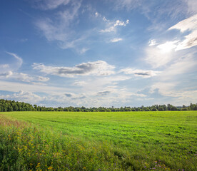 A large field of grass with a few trees in the background