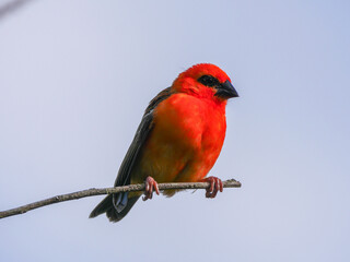 Vibrant red bird perching on leafless branch