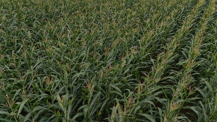 Corn field of green corn stalks and tassels, aerial drone photo above corn plants. High quality photo