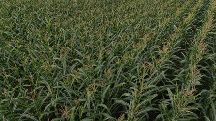 Corn field of green corn stalks and tassels, aerial drone photo above corn plants. High quality photo