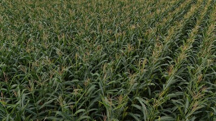 Corn field of green corn stalks and tassels, aerial drone photo above corn plants. High quality photo