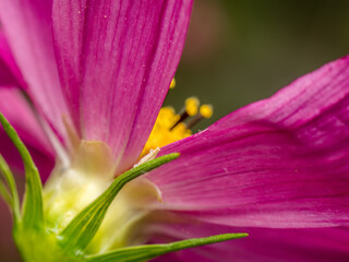 Closeup of pink cosmos flower head