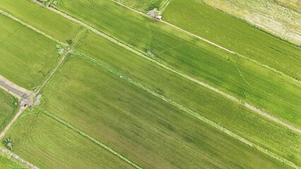 Green rice Fileds aerial view Thailand countryside	