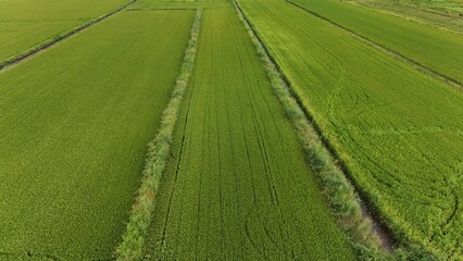 Green rice Fileds aerial view Thailand countryside	