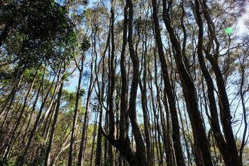 Fototapeta premium Noosa National Park, Coastal Walk, hike along the stunning blue sea and ocean on a beautiful sunny blue sky day, Sunshine Coast, Australia 
