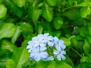 Beautiful purple cape leadwort flowers in the garden.