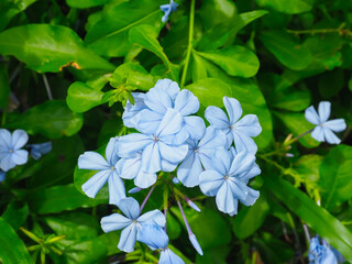 Beautiful purple cape leadwort flowers in the garden.
