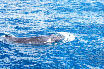 Obraz premium Whale watching, Humpback with Sea World tour Gold Coast, Surfer Paradise, Australia 