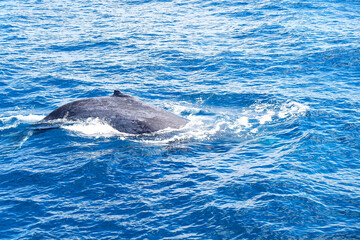 Fototapeta premium Whale watching, Humpback with Sea World tour Gold Coast, Surfer Paradise, Australia 