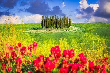 Val d'Orcia, Tuscany. Circle of Cypresses in San Quirico d'Orcia, beautiful spring tuscan landscape...