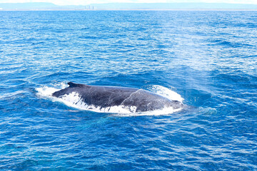 Fototapeta premium Whale watching, Humpback, Gold Coast, Surfer Paradise, Australia