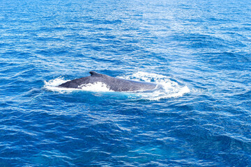 Obraz premium Whale watching, Humpback with Sea World tour Gold Coast, Surfer Paradise, Australia 