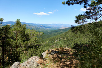Views from a viewing point between large green pine trees from the Canencia mountain forest in the Sierra de Guadarrama, in Madrid, Spain