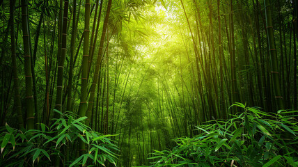 Beautiful bamboo forest in the early morning