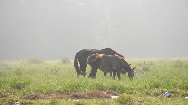 Horses in the foggy winter morning grazing at Kolkata Maidan.