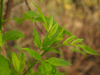 Young leaf top in the rainy season, environmental concept      