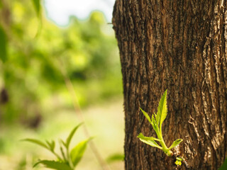 Obraz premium Young leaf top in the rainy season, environmental concept 