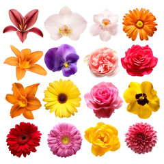 Set aus verschiedenen Blumen, isoliert auf weißen Hintergrund, Freisteller 