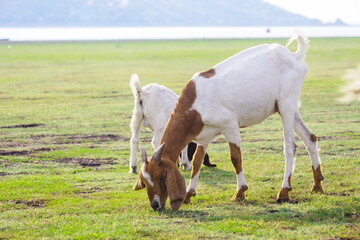 Brown and white goat grazing in the field.