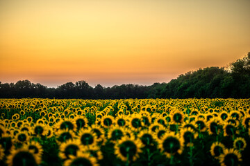 Sunflowers field , nature in summer , beautiful sky , field at the morning . Landscape with sunflowers . Morning sky . Blu and golden hour . 