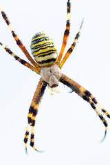 Wasp spider in web, orb-weaver spider in close-up macro, Argiope bruennichi.