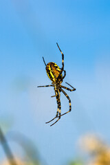 Wasp spider in web, orb-weaver spider in close-up macro, Argiope bruennichi. 